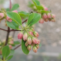 Enkianthus campanulatus var. palibinii
